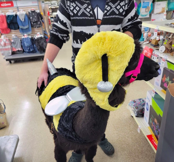 Pets That Are Ready For Halloween (20 pics) Pets That Are Ready For Halloween (20 pics)