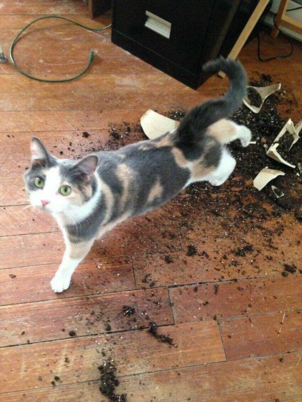 Funny Cats (29 pics)
