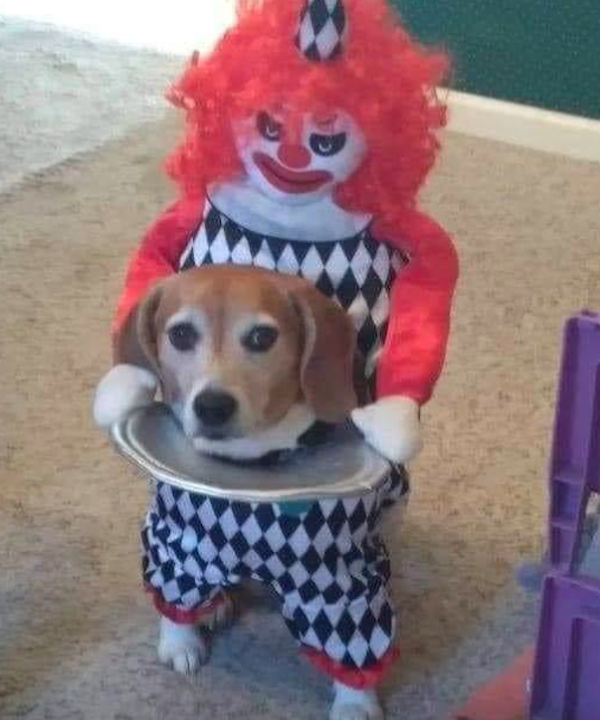 Pets That Are Ready For Halloween (20 pics) Pets That Are Ready For Halloween (20 pics)