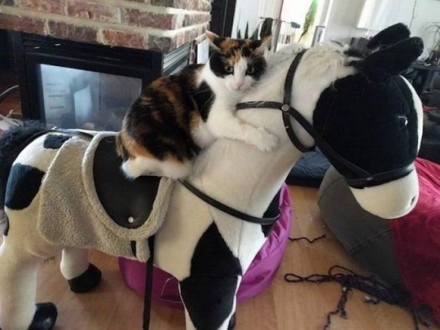 Funny Animals (51 pics)