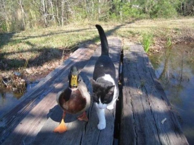 Funny Animals (51 pics)
