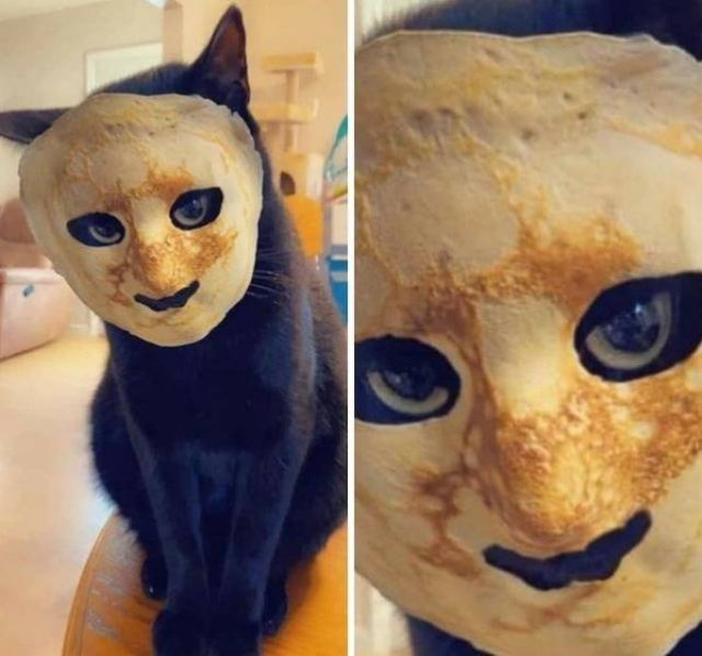 Funny Animals (51 pics)