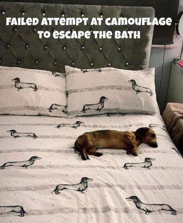 Funny Animals (51 pics)