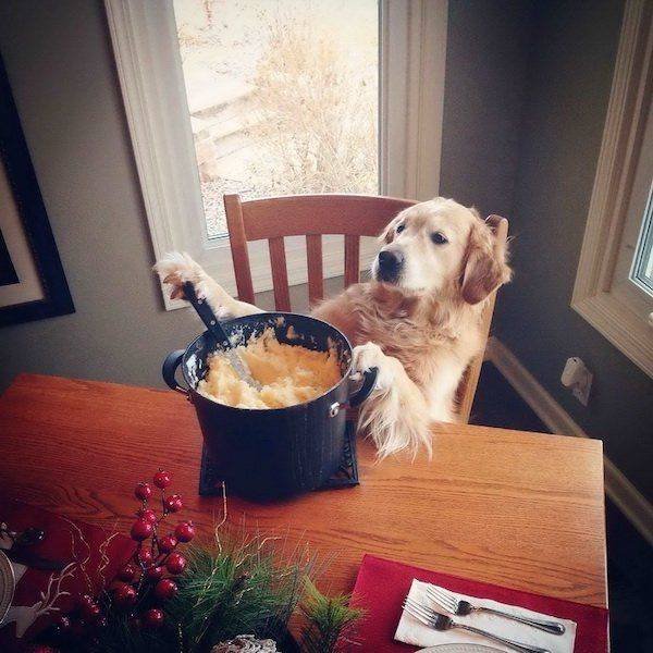 Funny Animals (51 pics)