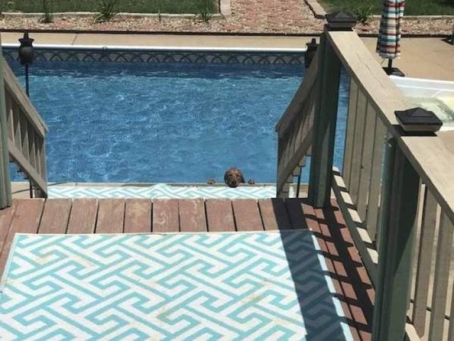 Funny Animals (51 pics)