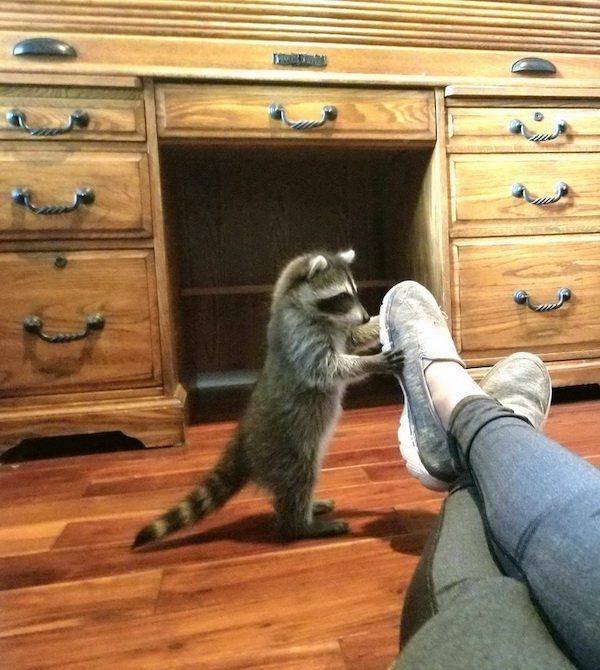 Funny Animals (51 pics)