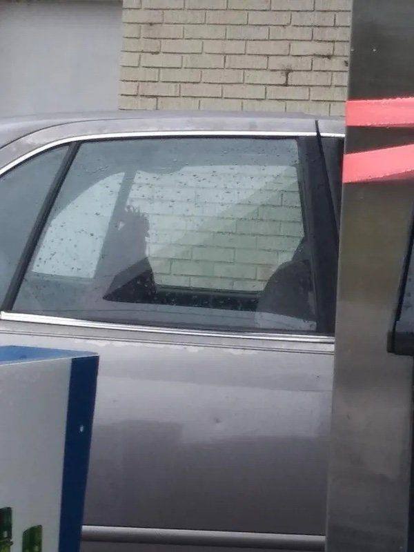 Funny Animals (51 pics)