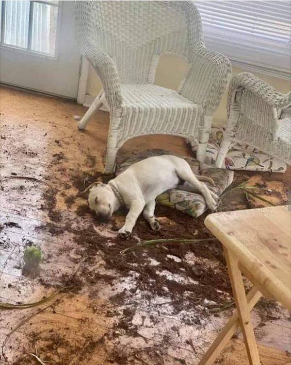 Funny Animals (51 pics)