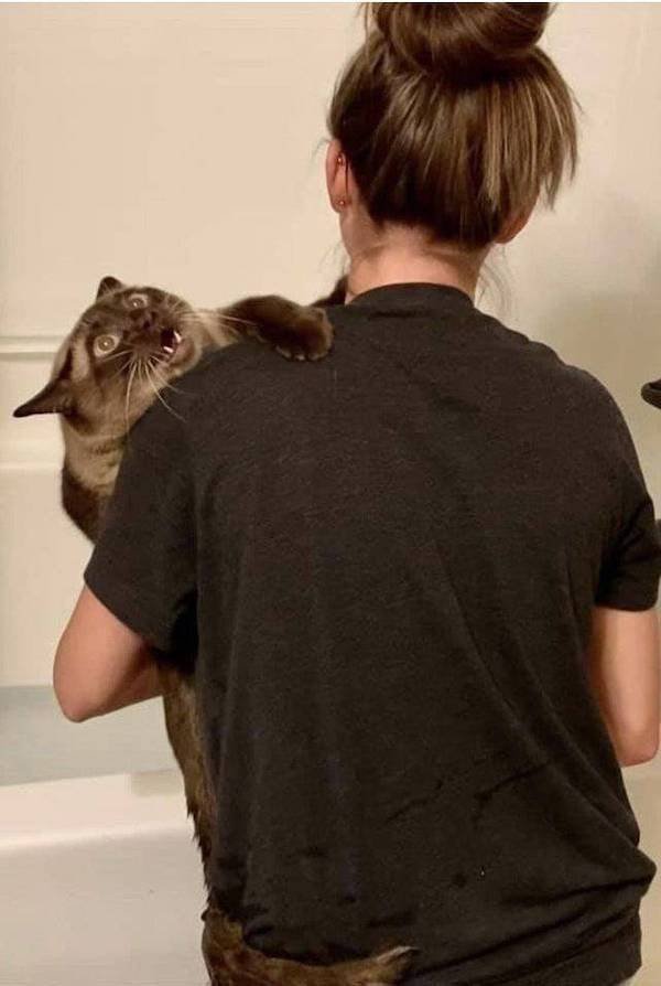 Funny Animals (51 pics)