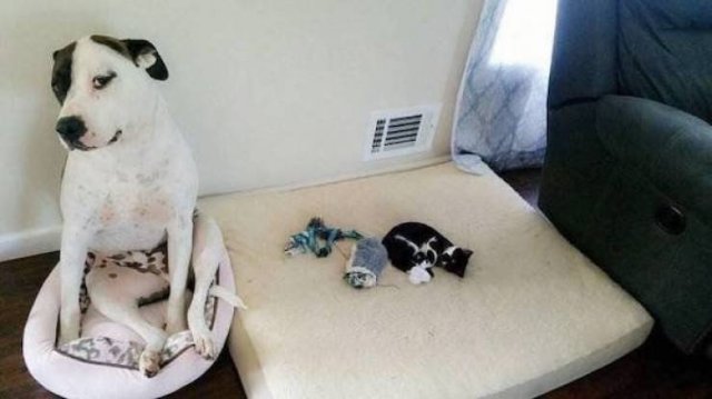 Funny Animals (51 pics)