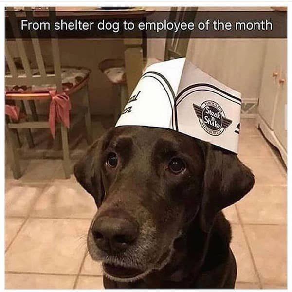 Funny Animals (51 pics)
