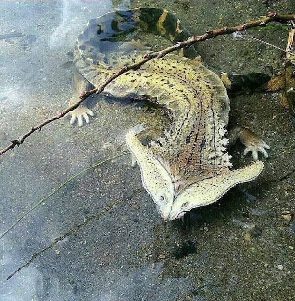 Strange Finds And Situations (44 pics) Strange Finds And Situations (44 pics)