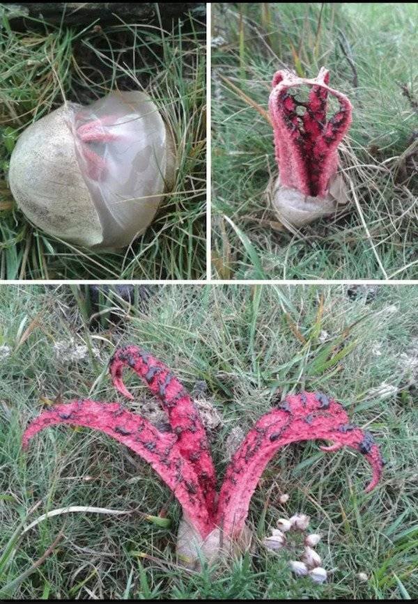 Strange Finds And Situations (44 pics) Strange Finds And Situations (44 pics)