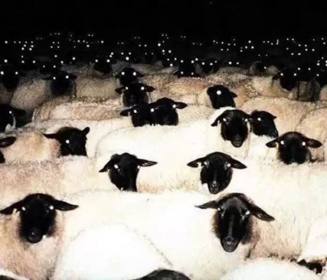 Strange Finds And Situations (44 pics)