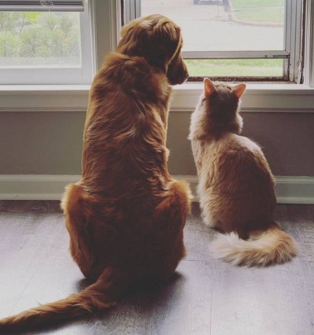 Unexpected Friendship (17 pics) Unexpected Friendship (17 pics)