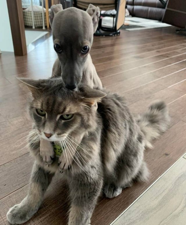Unexpected Friendship (17 pics) Unexpected Friendship (17 pics)