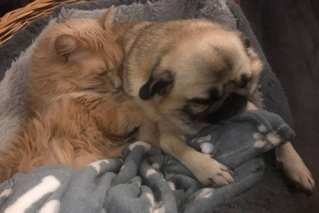 Unexpected Friendship (17 pics) Unexpected Friendship (17 pics)
