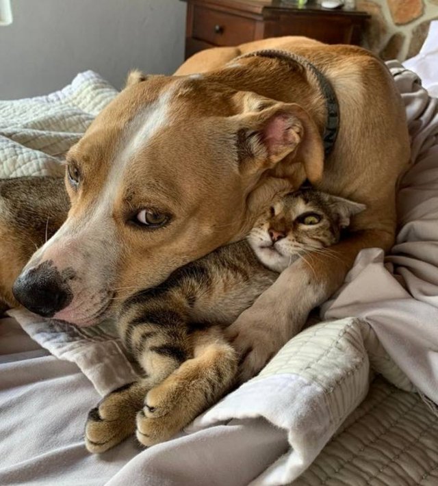 Unexpected Friendship (17 pics)