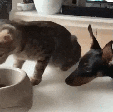 Unexpected Friendship (17 pics) Unexpected Friendship (17 pics)