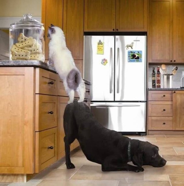 Unexpected Friendship (17 pics) Unexpected Friendship (17 pics)