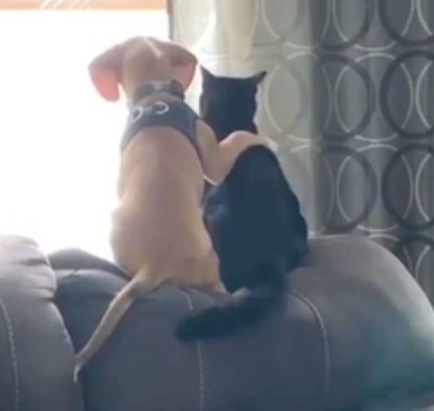Unexpected Friendship (17 pics) Unexpected Friendship (17 pics)