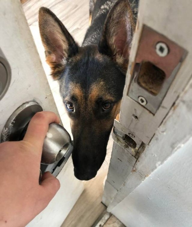 Animals Have Feelings Too (19 pics)
