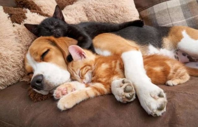 Unexpected Friendship (17 pics) Unexpected Friendship (17 pics)