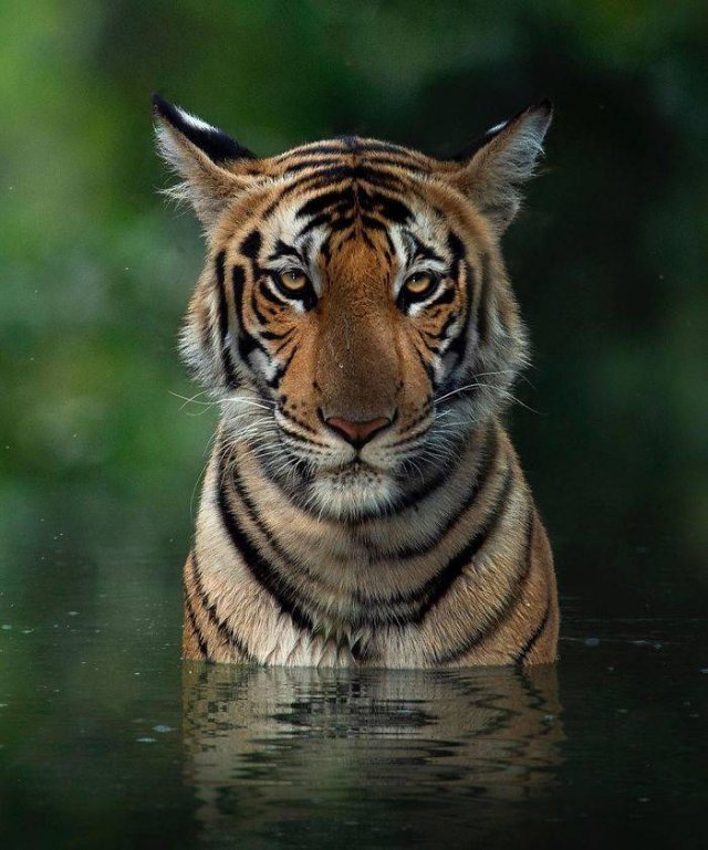 Stunning Wildlife Photos (24 pics)