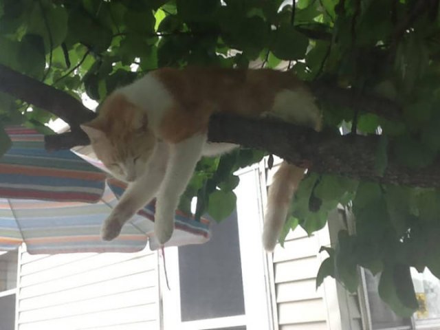 They Think They're Birds (30 pics)