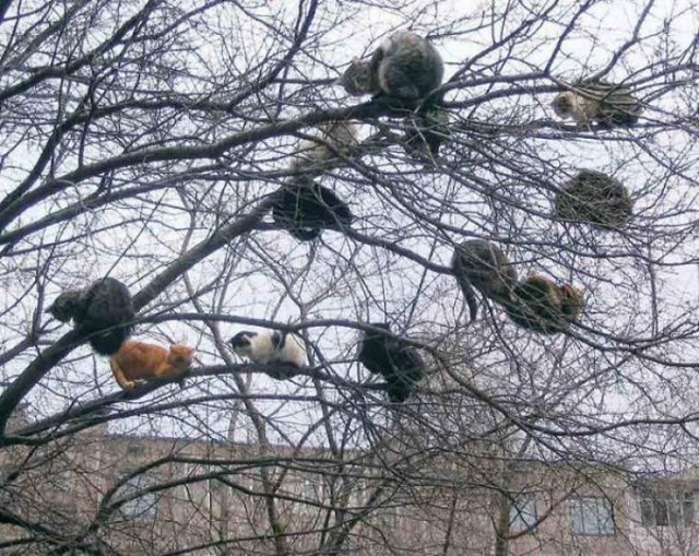 They Think They're Birds (30 pics)