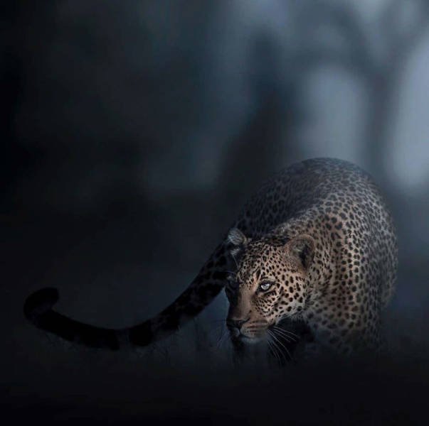 Stunning Wildlife Photos (24 pics)