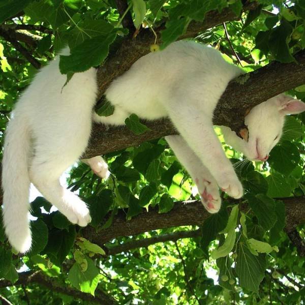 They Think They're Birds (30 pics)