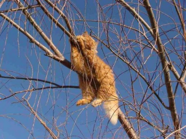 They Think They're Birds (30 pics)