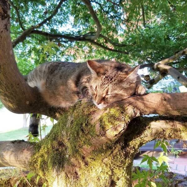 They Think They're Birds (30 pics)
