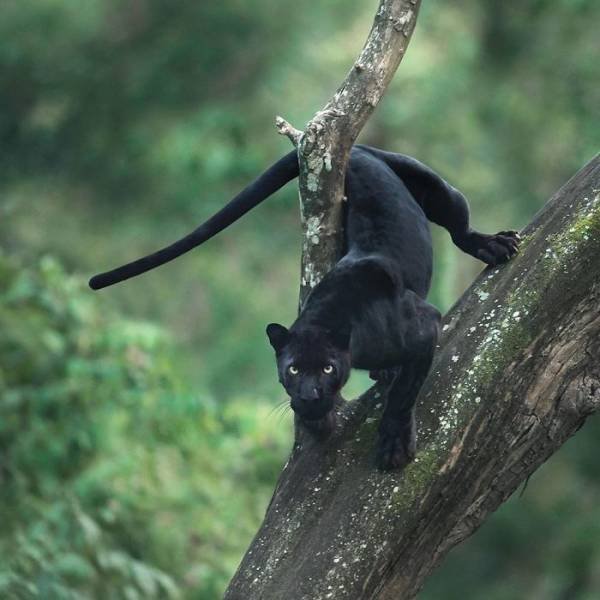 Stunning Wildlife Photos (24 pics)