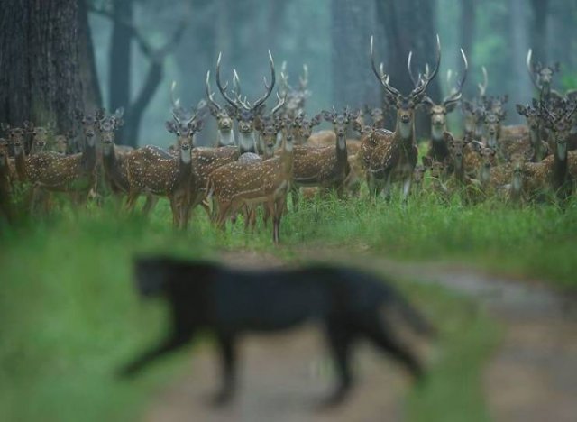 Stunning Wildlife Photos (24 pics)