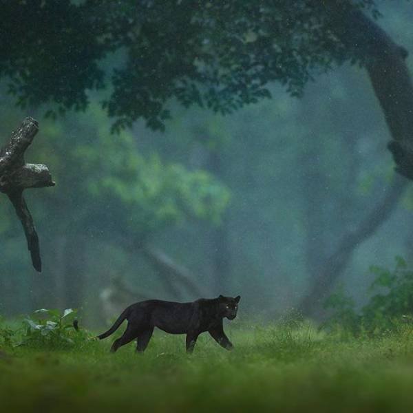 Stunning Wildlife Photos (24 pics)
