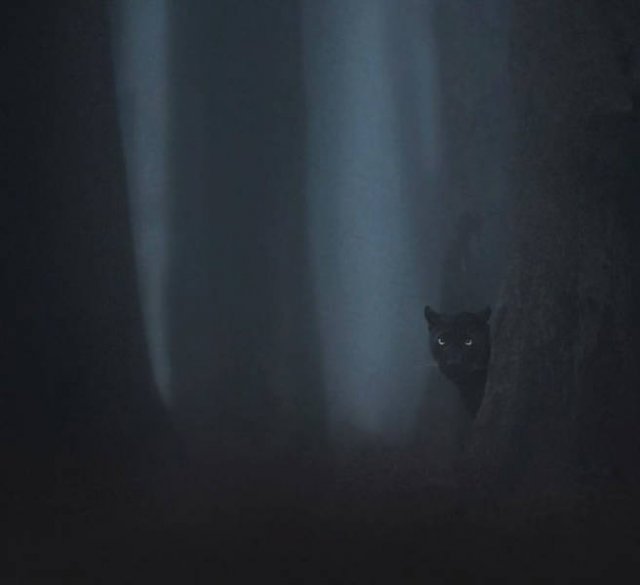 Stunning Wildlife Photos (24 pics)