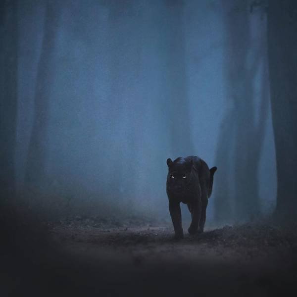 Stunning Wildlife Photos (24 pics)