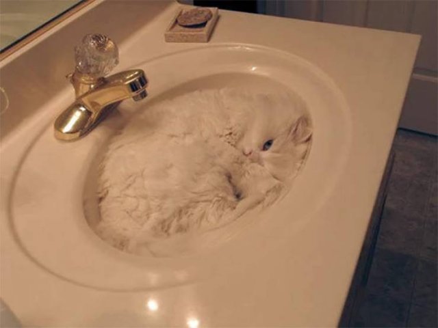 Funny Cats In Unexpected Places (40 pics)