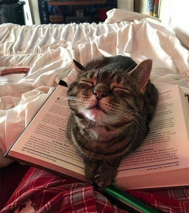 Funny Cats In Unexpected Places (40 pics)