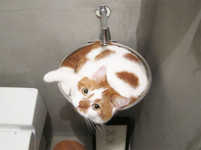 Funny Cats In Unexpected Places (40 pics)