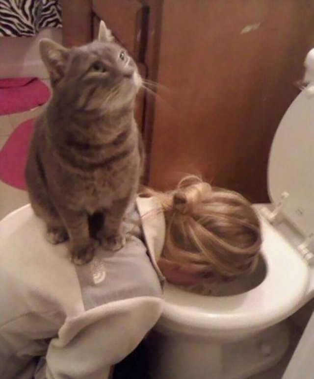 Funny Cats In Unexpected Places (40 pics)