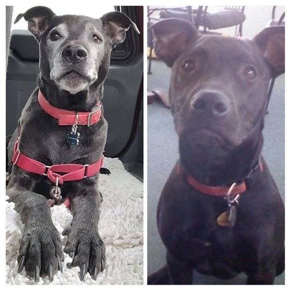 From A Small Puppy To A Big Dog (29 pics)