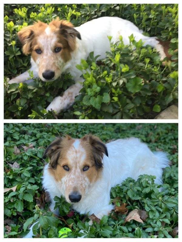 From A Small Puppy To A Big Dog (29 pics)