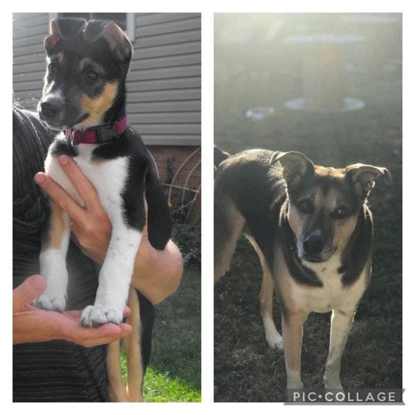 From A Small Puppy To A Big Dog (29 pics)