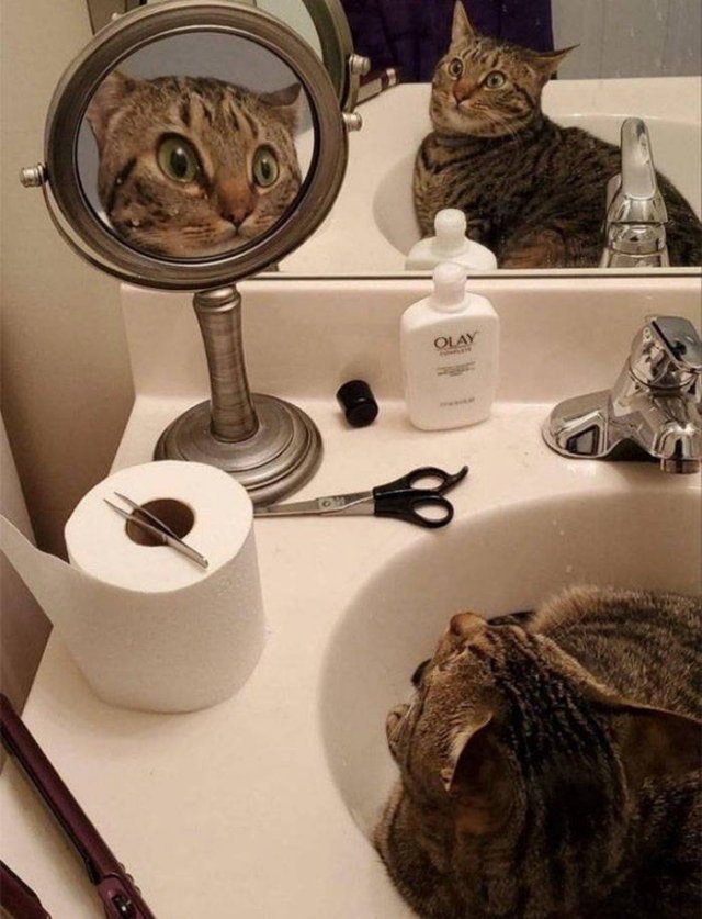 Funny Cats In Unexpected Places (40 pics)