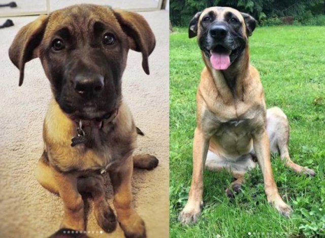From A Small Puppy To A Big Dog (29 pics)