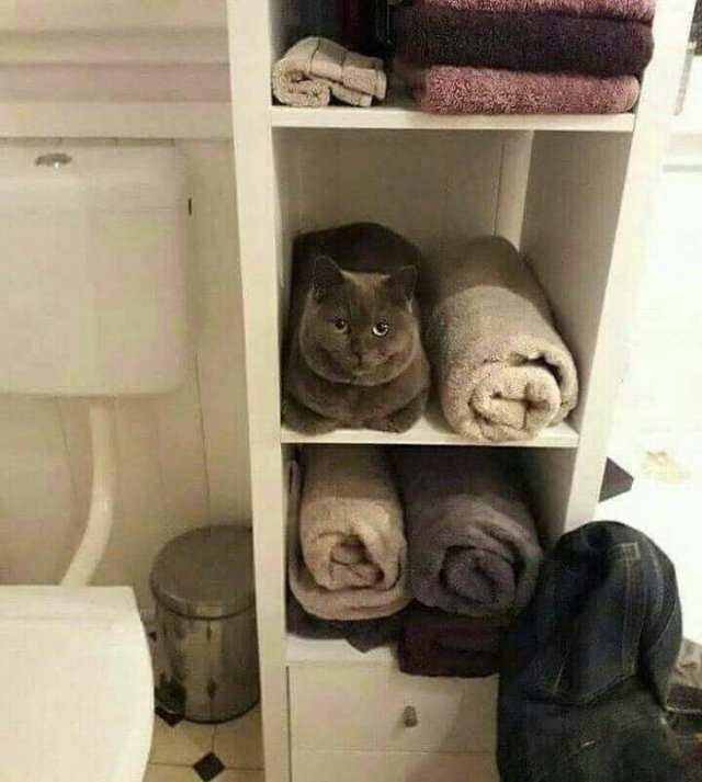 Funny Cats In Unexpected Places (40 pics)