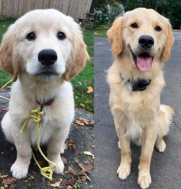 From A Small Puppy To A Big Dog (29 pics)